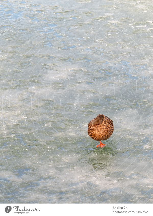 deep sleep Winter Ice Frost Pond Animal Wild animal Duck Mallard 1 Communicate Sleep Stand Brown Orange White Nature One-legged Frozen Frozen surface