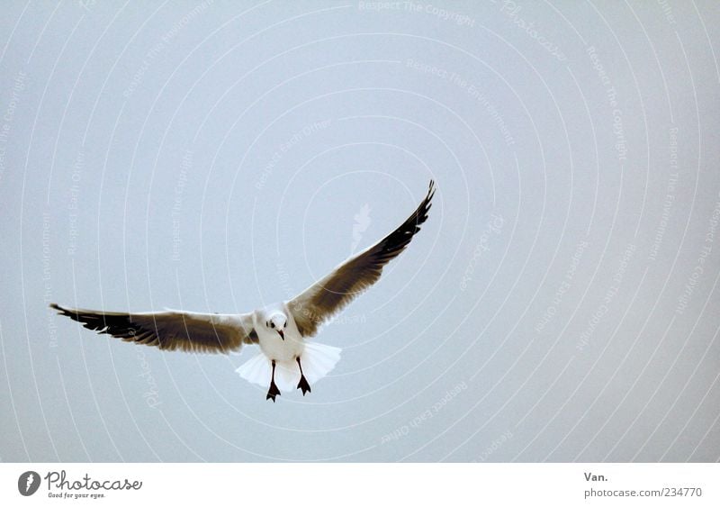 flying monsters Nature Animal Air Sky Wild animal Bird Wing 1 Flying Curiosity Gray Freedom Hover Flight of the birds Seagull Deserted Colour photo