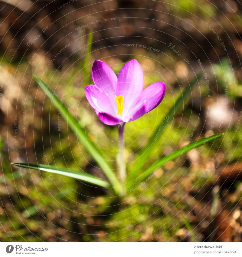 spring Environment Nature Landscape Plant Beautiful Spring Spring fever Crocus Violet Colour photo Exterior shot Day Blur Shallow depth of field