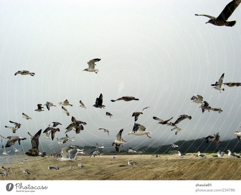 Sea Gulls Animal Sky Beach Bird Wing Seagull Group of animals Flock Movement Flying Gray Elegant Attachment Colour photo Exterior shot Deserted