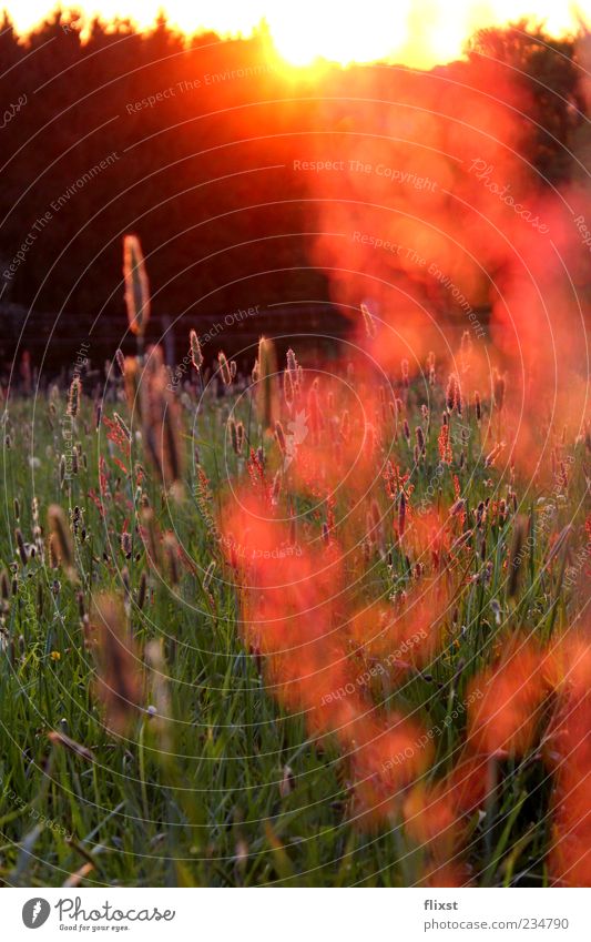 Spring Whisper 5 Beautiful weather Tree Meadow Happiness Spring fever Optimism Romance Colour photo Exterior shot Copy Space bottom Twilight Reflection Sunlight