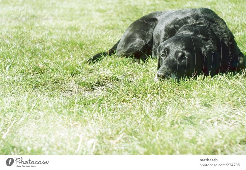 Lunch break. Nature Grass Animal Pet Dog Pelt 1 Lie Green Black Indifferent Comfortable Labrador Colour photo Exterior shot Copy Space left Copy Space bottom