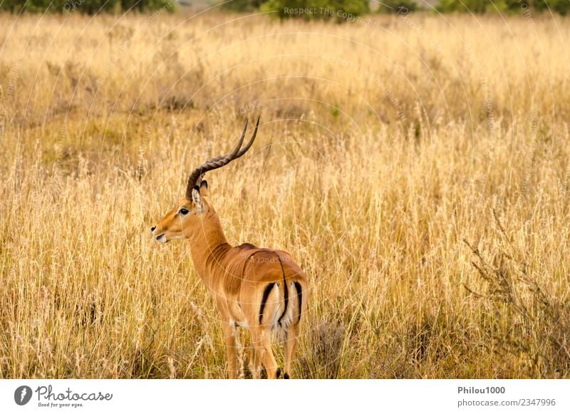 Impala in the savannah scrub Group Environment Animal Flamingo White Africa Nairobi african background big Boar cervid diversity eland fauna Gemsbok Herbivore