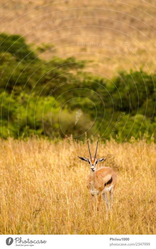 Thomson gazelles grazing Adventure Safari Man Adults Nature Landscape Animal Grass Park Wild White Africa Kenya Nairobi acacia african Antelope bush cold earth