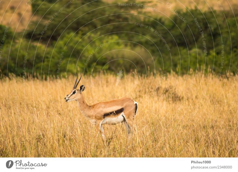 Thomson gazelles grazing Adventure Safari Man Adults Nature Landscape Animal Grass Park Wild White Africa Kenya Nairobi acacia african Antelope bush cold earth