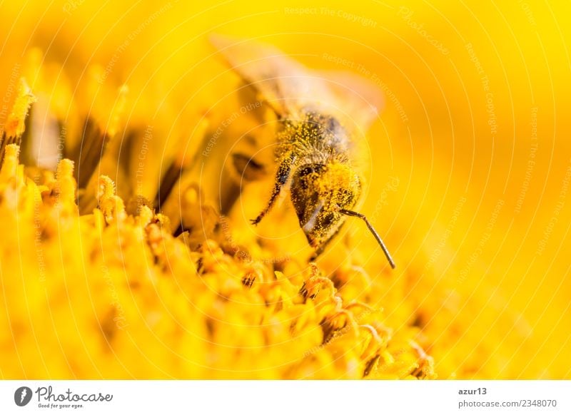 Macro honey bee collects yellow pollen on sunflower in nature Body Hair and hairstyles Summer Environment Nature Plant Animal Sun Spring Climate Climate change