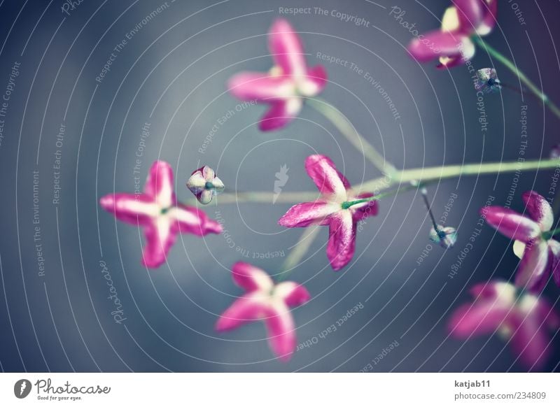 pink. Nature Plant Flower Small Pink Colour photo Exterior shot Macro (Extreme close-up) Day Delicate Blossom leave Stalk Blossoming Neutral Background Close-up