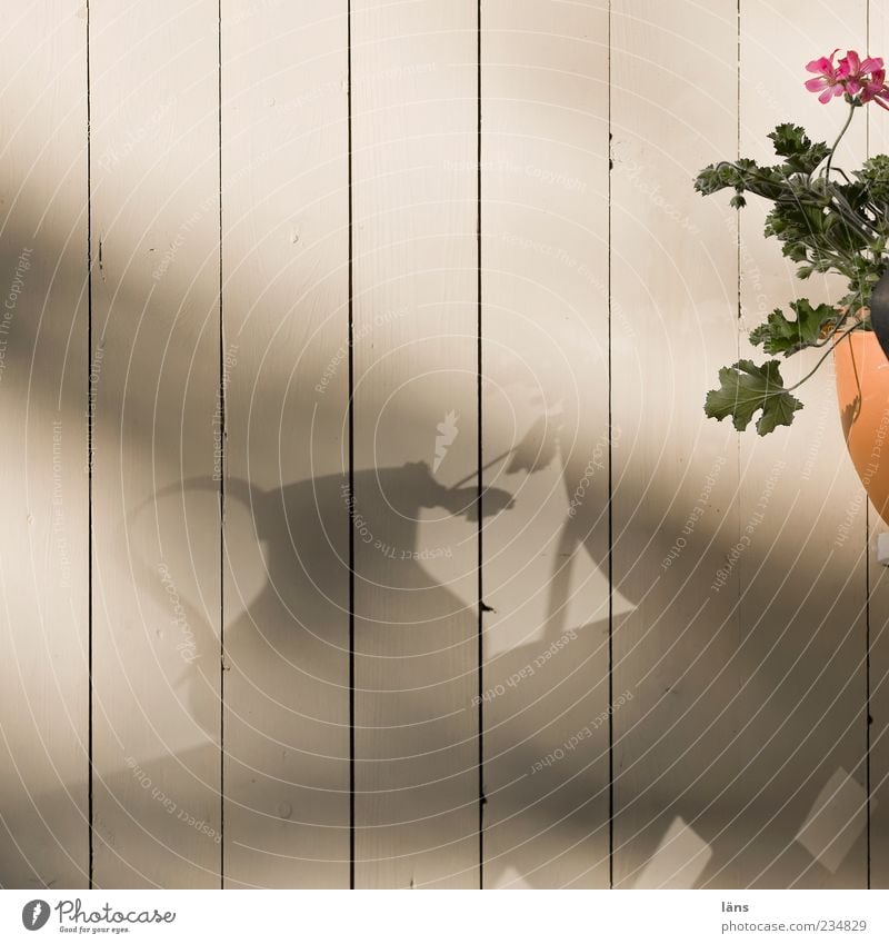 peripheral phenomenon Hut Authentic Flower Flowerpot Geranium Leaf Wooden wall Canceled Gardenhouse Blossoming Colour photo Exterior shot Day Light Shadow