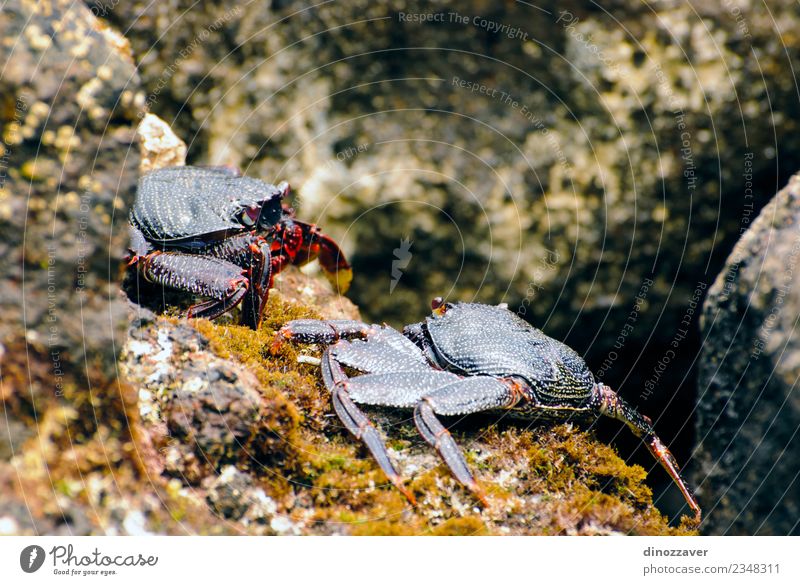 Wild crabs on the rocks Seafood Life Beach Ocean Environment Nature Animal Rock Coast Fresh Natural big claw Living thing crustacean Ecological eyes fauna fight