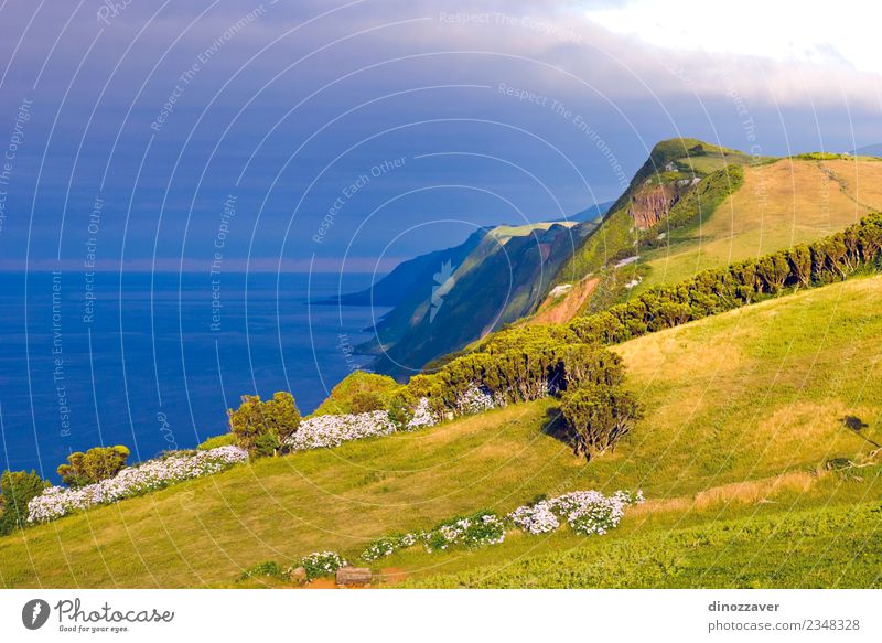 Sao Jorge island, Azores Beautiful Ocean Island Nature Landscape Plant Sky Rock Volcano Coast Natural Blue Green Idyll Atlantic Ocean Cliff coastal Farm