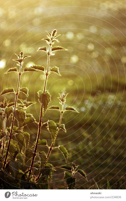 nettle Herbs and spices Nutrition Environment Nature Plant Wild plant Stinging nettle Green Weed Warmth Hot Burn Itch Colour photo Exterior shot