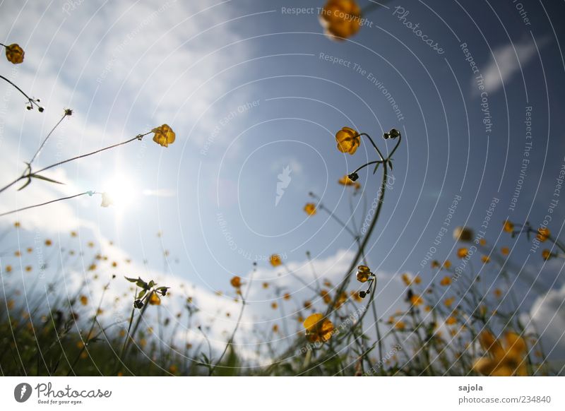 buttercups against the light Environment Nature Plant Sky Sun Spring Flower Crowfoot Meadow Illuminate Yellow Colour photo Exterior shot Deserted Day Evening