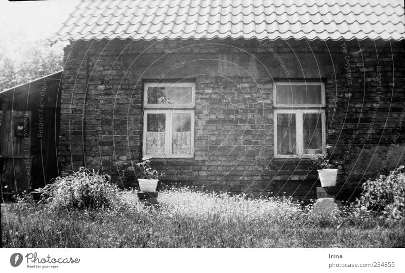 Vredebox, come in, bring some luck. Grass Pot plant Garden bialystok Poland Old town House (Residential Structure) Wall (barrier) Wall (building) Window Roof