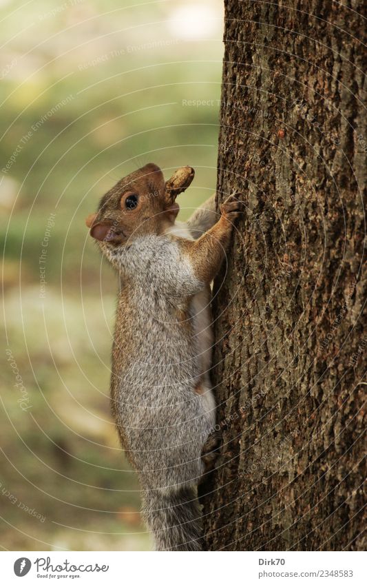 upward Environment Nature Autumn Tree Tree trunk Tree bark Park Forest Montreal Québec City Canada Animal Wild animal Mammal Rodent Squirrel 1 To feed Brash