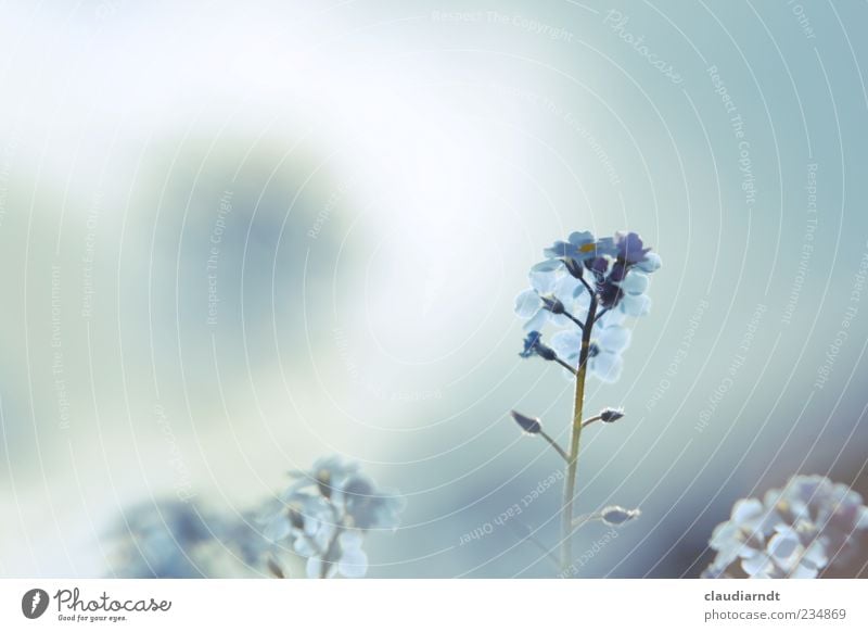 pale blue Nature Plant Sky Spring Summer Flower Blossom Forget-me-not Beautiful Blur Blue Pastel tone Delicate Colour photo Detail Deserted Copy Space left