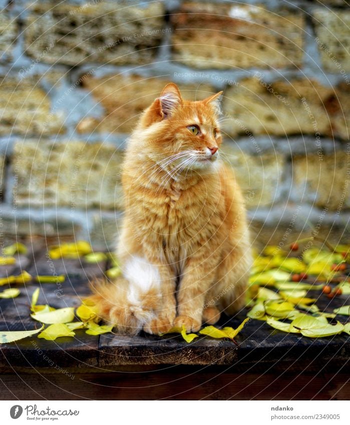 red cat sitting Animal Pet Cat 1 Cute Yellow Red orange background Domestic fluffy tabby one Delightful hair young Colour photo Deserted Portrait photograph