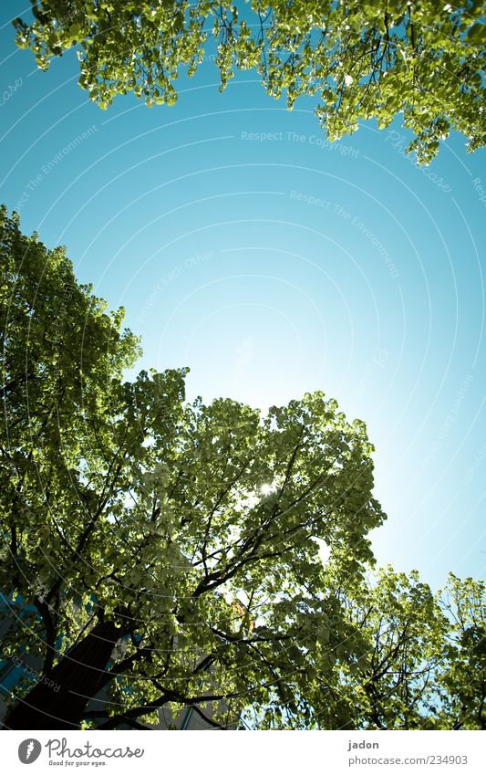 Skywards Plant Cloudless sky Spring Beautiful weather Tree Growth Tall Natural Blue Climate Environment Leaf canopy Exterior shot Copy Space middle Day