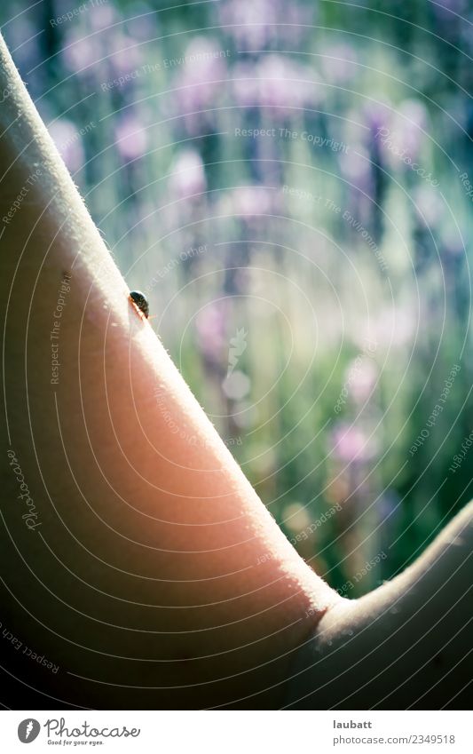 Ladybug Lifestyle Joy Happy Cream Arm Environment Nature Spring Flower Lavender field Garden Park Meadow Wild animal Ladybird Simple Free Friendliness Happiness