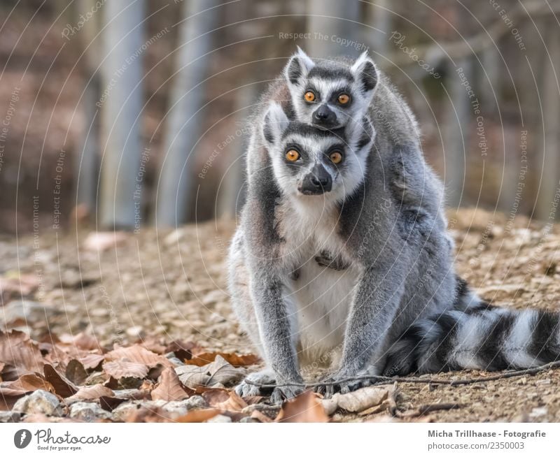 Katta and Baby Piggyback Nature Animal Sun Beautiful weather Plant Tree Leaf Forest Wild animal Animal face Pelt Paw Monkeys Ring-tailed Lemur Half-apes