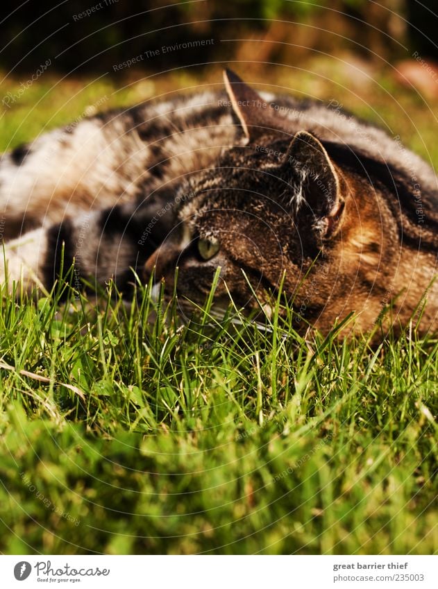 cat meadow summer coat Nature Animal Pet Cat 1 Lie Green Perspective Meadow Observe Pelt Grass Summer Watchfulness Colour photo Multicoloured Exterior shot