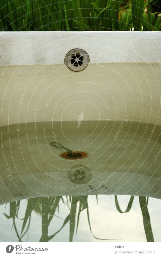 low tide Calm Plant Water Sky Summer Beautiful weather Common Reed Metal Fluid Wet Gray Green Bathtub Cast iron Colour photo Exterior shot Deserted