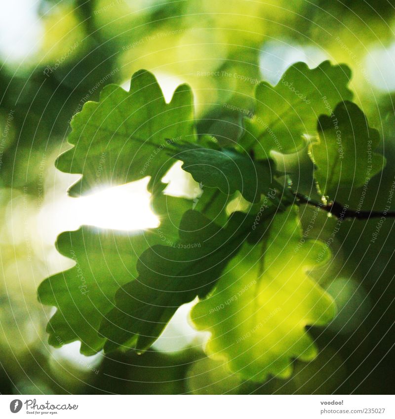 easy like sunday morning Environment Nature Animal Sun Sunlight Spring Beautiful weather Growth Green Moody Oak tree Colour photo Exterior shot Deserted Light