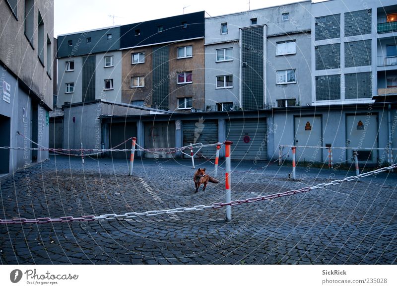 the hunter Town Deserted House (Residential Structure) Apartment house Observe Hunting Blue Calm Fox Nature Alley Garage Backyard Animal Wild animal