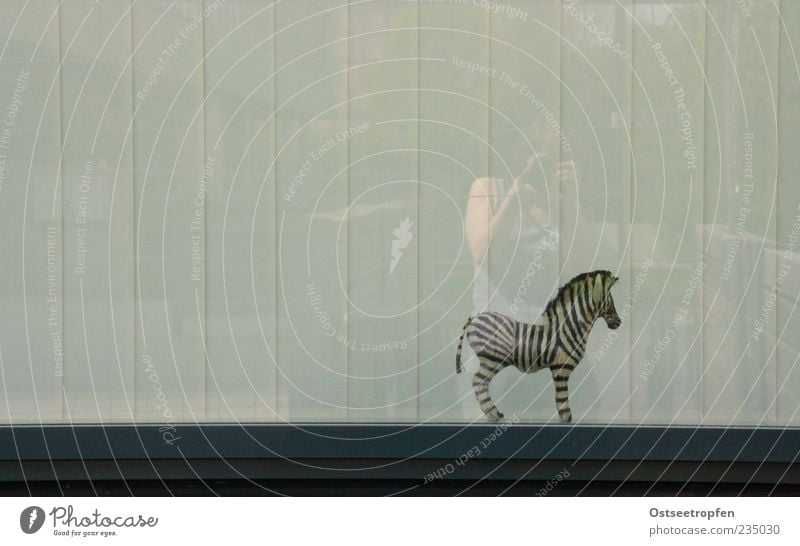 freedom-seeking Human being 1 Animal Wild animal Observe Stand Zebra Window pane Colour photo Subdued colour Exterior shot Interior shot Deserted