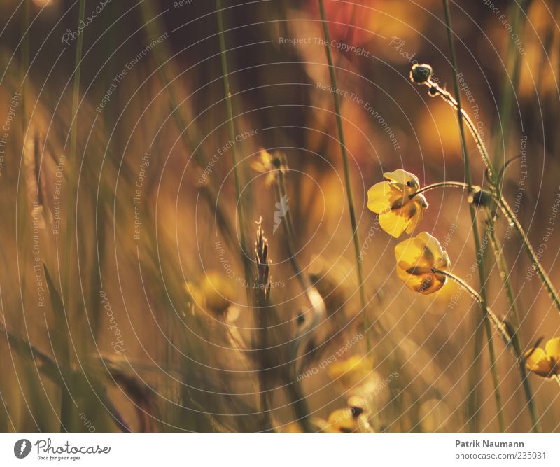 sunshine Environment Nature Sunlight Beautiful weather Plant Grass Colour Blur Soft Yellow Gold Warmth Warm colour Smooth Delicate Contrast Twilight Light