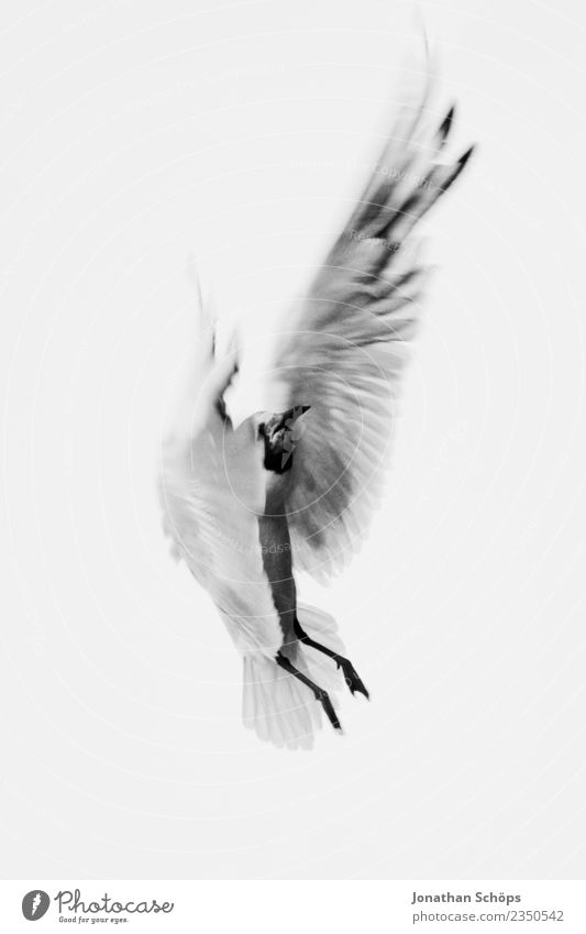 flying seagull at the Baltic Sea Animal Bird 1 Rebellious Gull birds Seagull Rügen Walk on the beach Beach life Foraging Island Islander Animalistic Binz