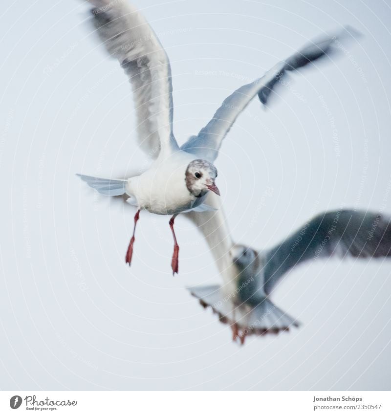 Flying seagulls at the Baltic Sea Animal Bird 2 Rebellious Gull birds Seagull Rügen Walk on the beach Beach life Foraging Island Islander Animalistic Binz