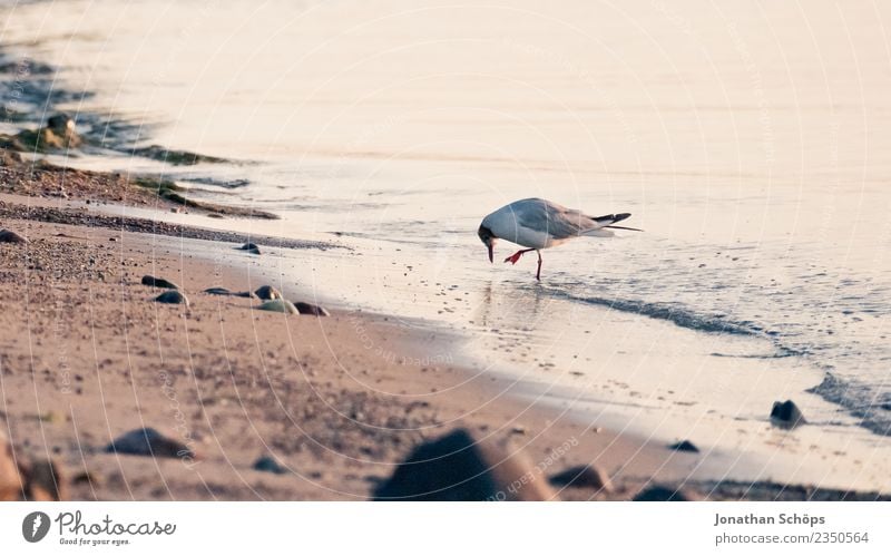 Seagull searching for food by the sea Animal Bird Rebellious Gull birds Beach Rügen Walk on the beach Beach life Foraging Baltic Sea Island Islander Animalistic