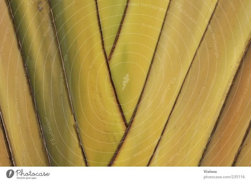 ... get one's knickers in a twist Nature Plant Palm tree Yellow Stripe Pattern Colour photo Exterior shot Detail Copy Space Deserted Close-up Background picture