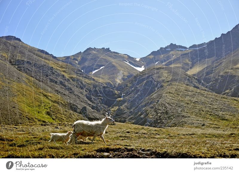 Iceland Environment Nature Landscape Plant Animal Earth Sky Cloudless sky Hill Rock Mountain Farm animal Sheep Lamb 2 3 Group of animals Animal family Walking