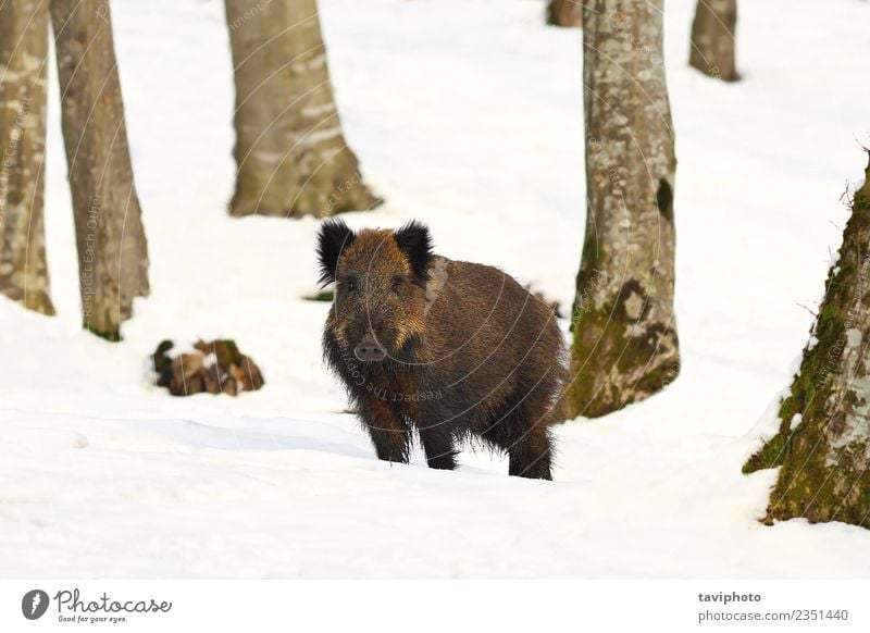 wild hog in natural habitat Beautiful Playing Hunting Winter Snow Environment Nature Animal Forest Fur coat Dark Large Natural Wild Brown Dangerous Boar sus