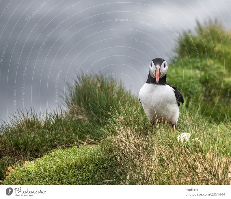 The egg thief Spring Grass Coast Animal Wild animal Bird Animal face 1 Gray Green Red Black White Puffin Egg Captured Thief Cliff Iceland Colour photo