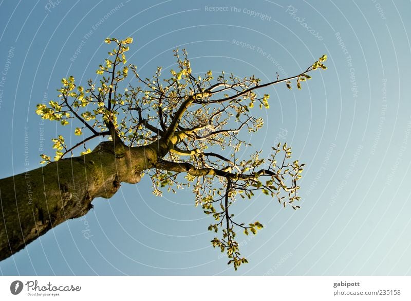 up to the light... Environment Nature Air Sky Cloudless sky Spring Beautiful weather Plant Tree Leaf Blossom Tree trunk Branch Treetop Large Above Blue Green