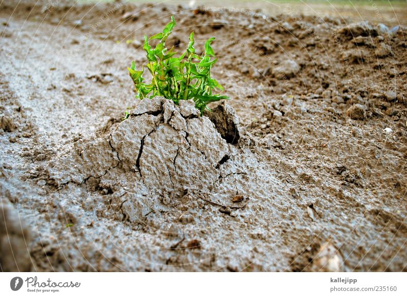 weeds don't go away Environment Nature Plant Earth Foliage plant Wild plant Field Growth Power Force Weed To break (something) Break open Life Willpower Strong