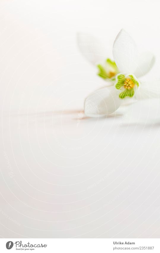 Flower of the snowdrop Wellness Life Harmonious Well-being Contentment Senses Relaxation Calm Meditation Spa Mother's Day Easter Wedding Birthday Baptism Nature