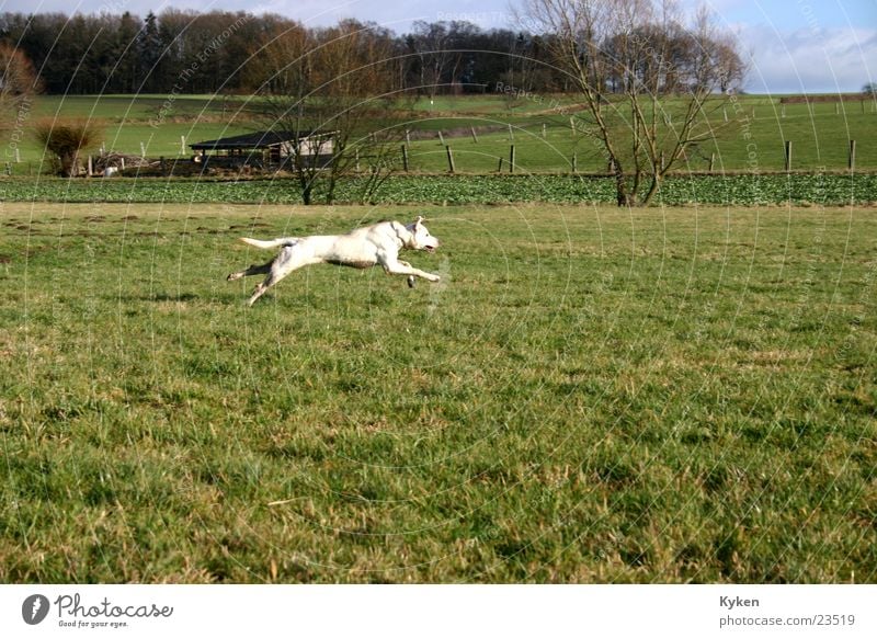 My dog Dog Crossbreed Speed Field Forest Meadow Hundred-metre sprint Paw Winter Spring Running Walk the dog To go for a walk