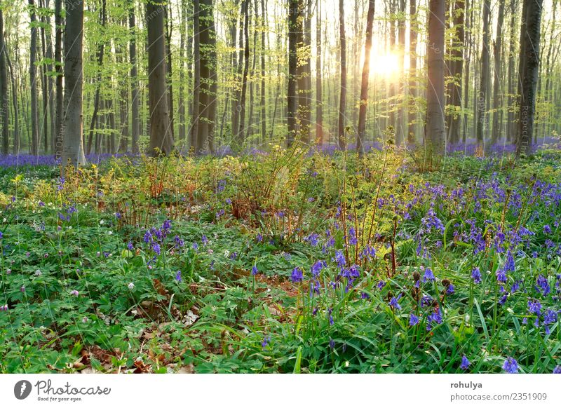 morning sunshine in spring blosoming forest Vacation & Travel Nature Landscape Plant Sun Sunrise Sunset Sunlight Spring Beautiful weather Tree Flower Fern Leaf