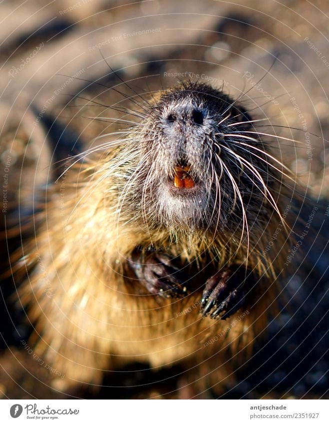 Brushing your teeth would have helped. Nutria 1 Animal Health care Personal hygiene Nature Teeth Dental care Show me your teeth Colour photo Exterior shot Day