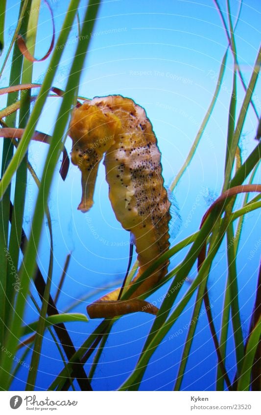 The Seahorse Animal Algae Aquatic plant Aquatic animal Cute Underwater photo Water like fish Detail Swimming & Bathing