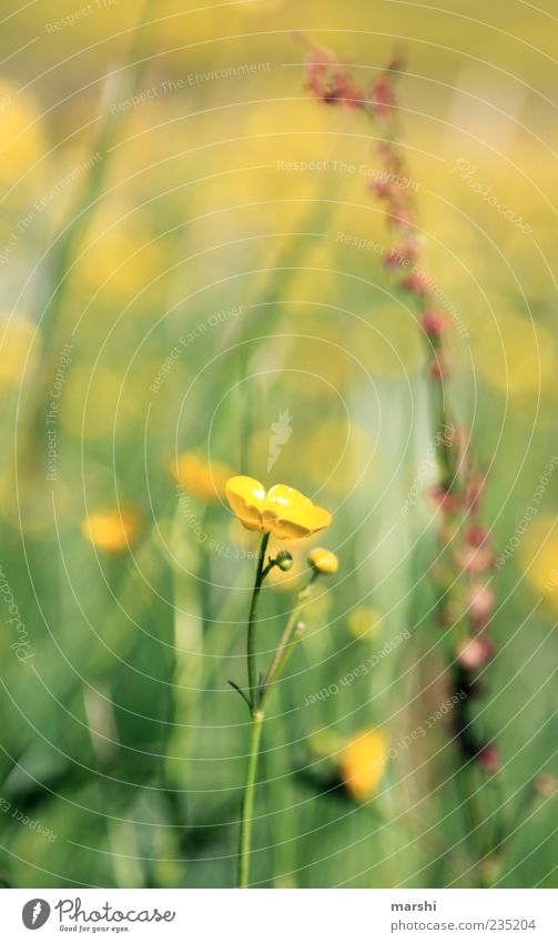 buttercup Nature Spring Summer Plant Flower Grass Blossom Yellow Marsh marigold Crowfoot Blur Colour photo Exterior shot