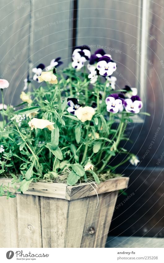 Pansies. Nature Summer Plant Flower Pot plant Wood Stand Beautiful Brown Green Violet Pansy Pansy blosssom Window box Box Wooden wall Summerflower Horned pansy