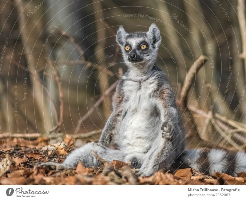 Unmotivated monkey Relaxation Meditation Nature Animal Sun Beautiful weather Tree Leaf Forest Wild animal Animal face Pelt Paw Monkeys Ring-tailed Lemur