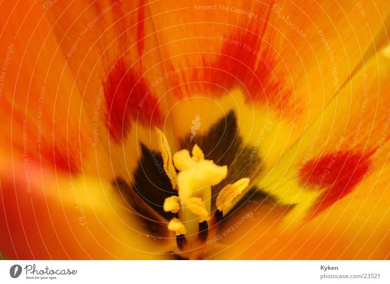 Tulips #5 close up Spring Flower Yellow Red Green Leaf Blossom Multicoloured Calyx Orange Close-up Pistil Macro (Extreme close-up)