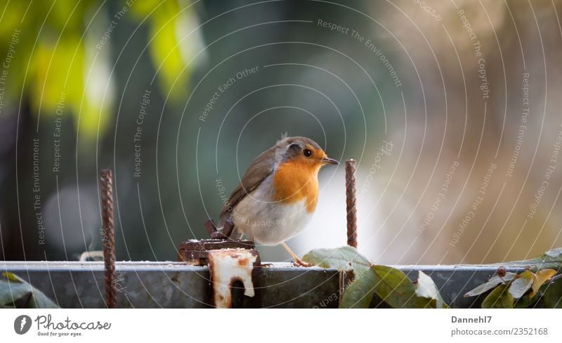 Red Red Redthroat II Spring Beautiful weather Plant Garden Animal Wild animal Bird Animal face Wing 1 Observe Feeding Small Brown Green Safety Protection