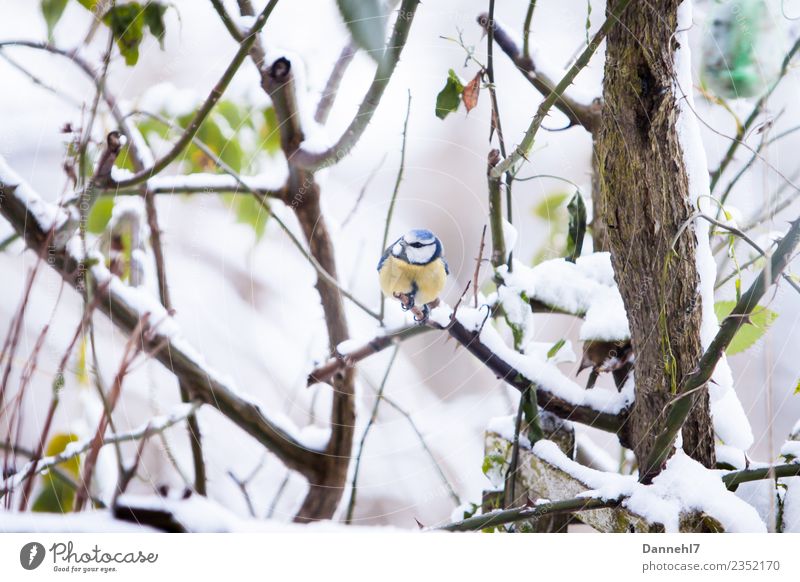 The blue one in the snow Environment Nature Winter Weather Ice Frost Snow Snowfall Plant Bushes Rose Leaf Garden Animal Wild animal Bird Animal face 1 Observe