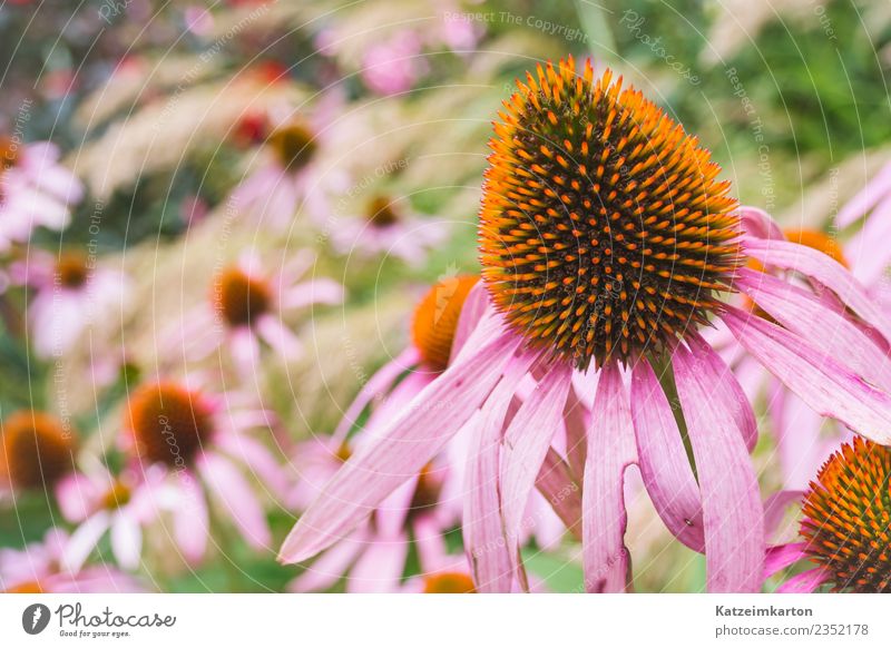 Flower bed in the garden Environment Nature Landscape Plant Animal Sunlight Spring Summer Foliage plant Garden Park Meadow Happiness Joie de vivre (Vitality)